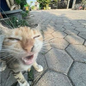 Meet your Posher, Naomi